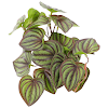 miniatures image - 2