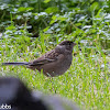 Golden-crowned Sparrow