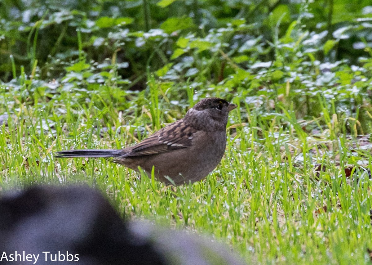 Golden-crowned Sparrow