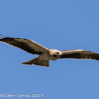 Booted Eagle; Aguila Calzada