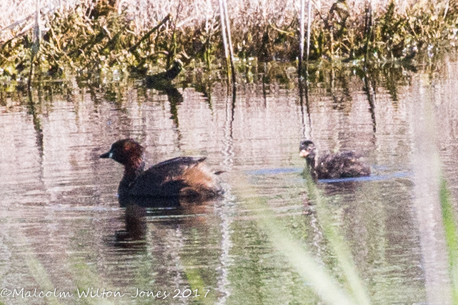 Little Grebe; Zampullin Chico