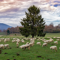 Pascolo Laziale di 