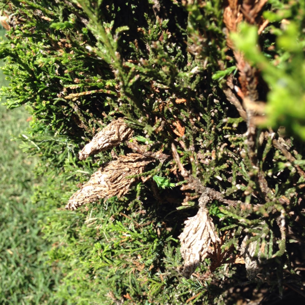 Evergreen bag worm pupae