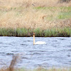 Trumpeter Swan