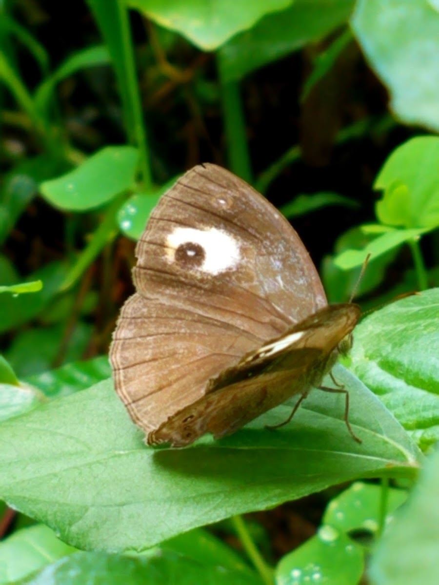 Glad eye bushbrown