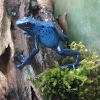 Blue Poison Dart Frog