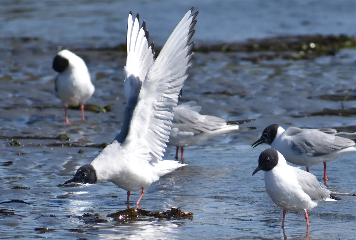 Bonaparte's gull