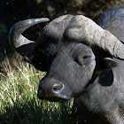 cape buffalo