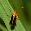 Leaf Beetle