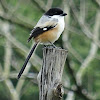 Long-tailed Shrike