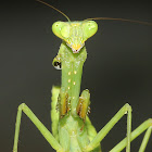 Praying Mantis (nymph)