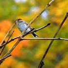 Chipping Sparrow