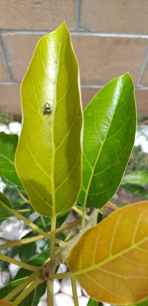 Green golden spider