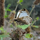 Laviana white-skipper