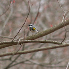 Yellow-Rumped "Myrtle" Warbler