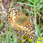 Variegated fritillary