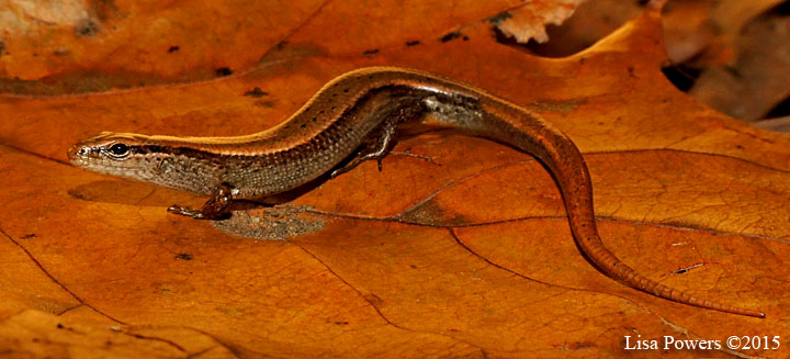 Little brown skink