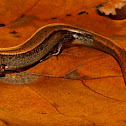 Little brown skink