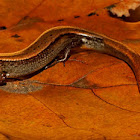 Little brown skink