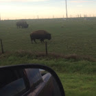 American Bison