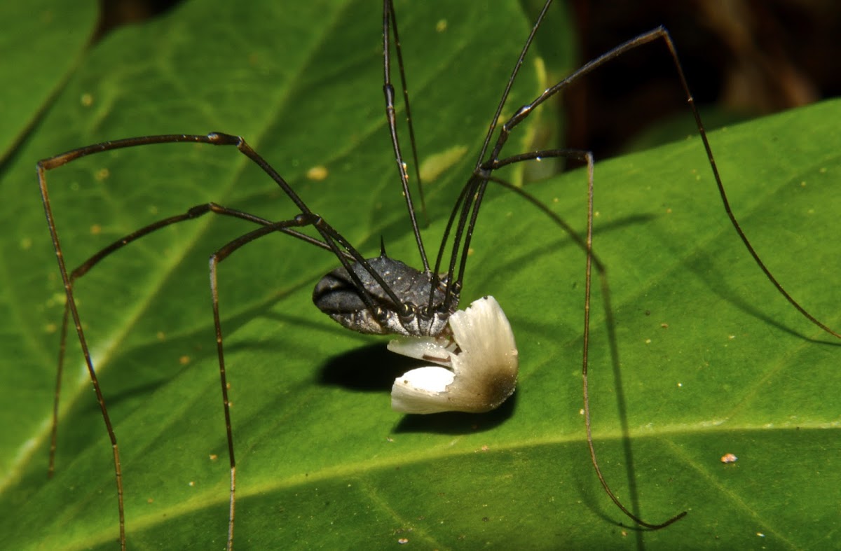 Daddy Long Legs, Harvestman