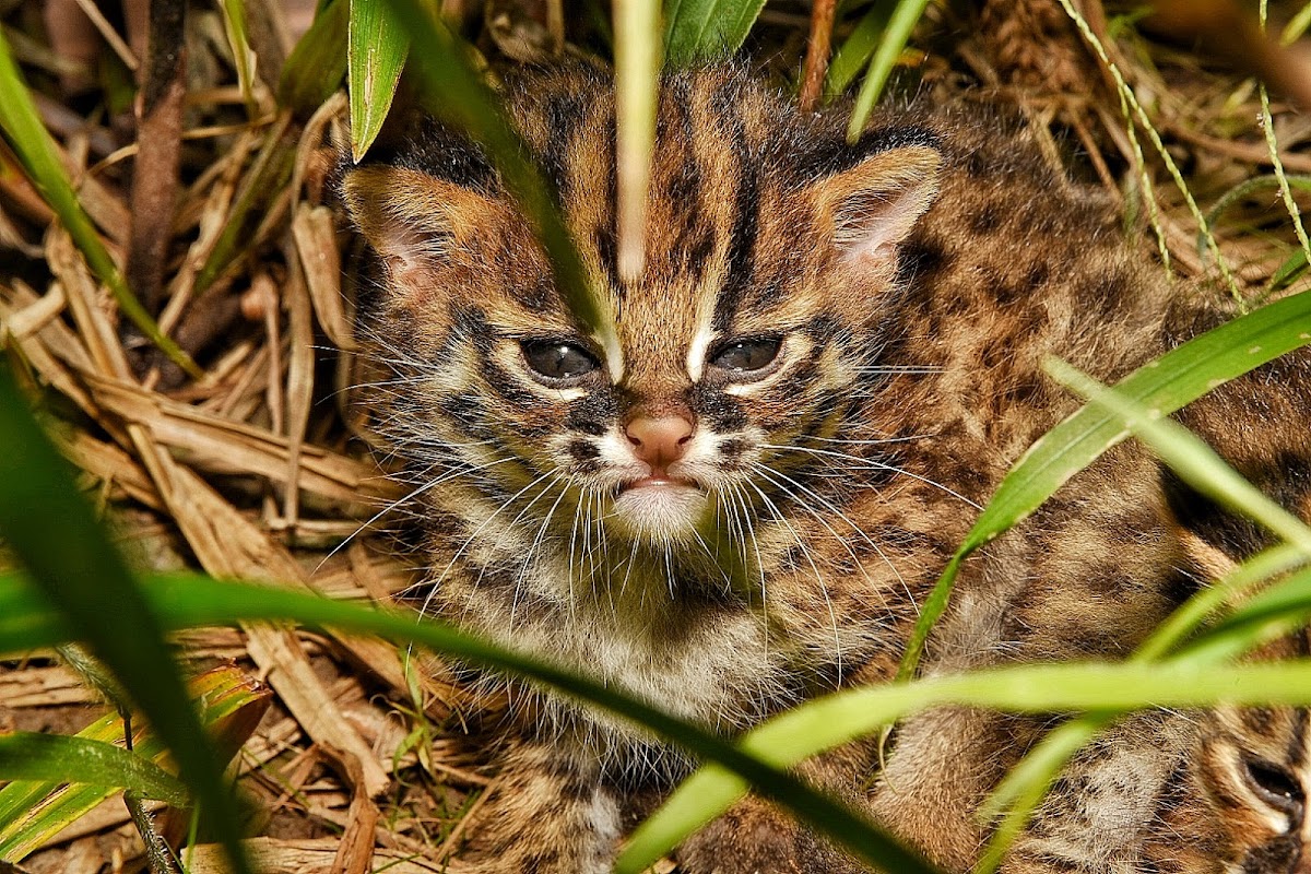 Bornean Leopard Cat