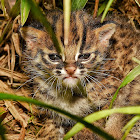 Bornean Leopard Cat