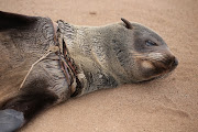 Plastic fishing line and nets are causing horrific injuries to Cape fur seals and can result in slow, painful death.