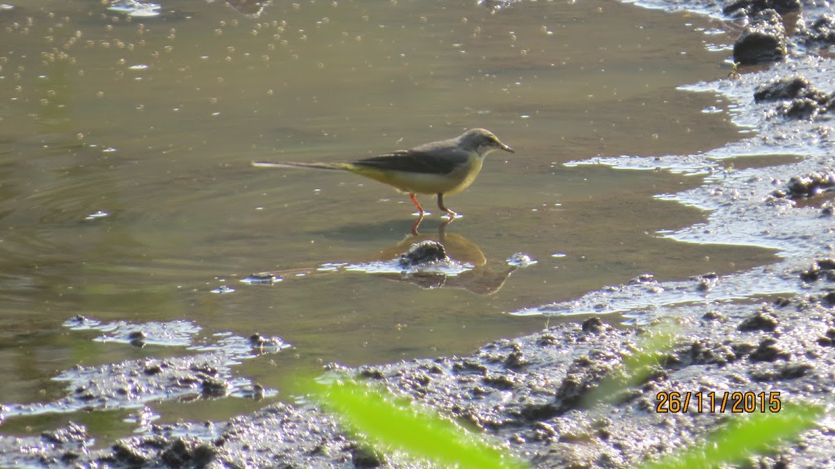 Wagtail