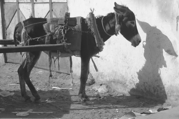 Yemenita Personal Transport di arthu1969