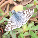 Common Checkered Skipper