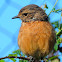 Stonechat; Tarabilla Común