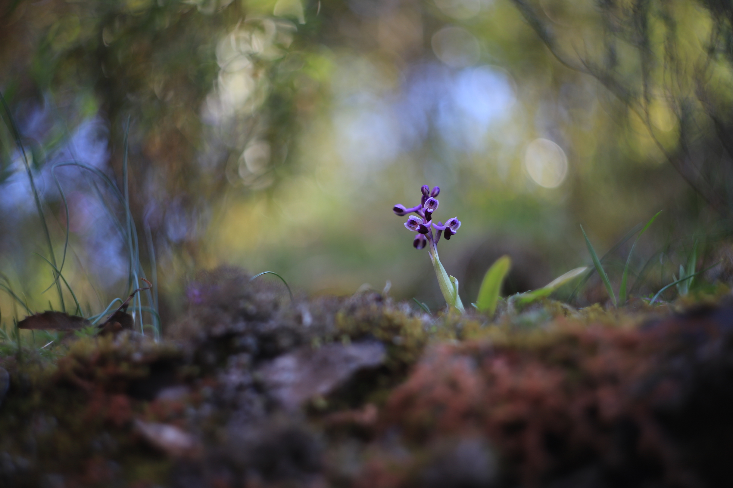 Anacamptis longicornu di Fe140