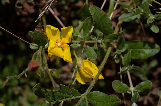 Halimium lasianthum alyssoides