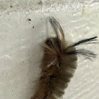 Banded Tussock Moth Larvae