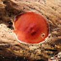 Phrurotimpus Egg Sac