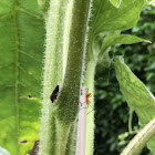 Assassin Bug (Nymph Stage)