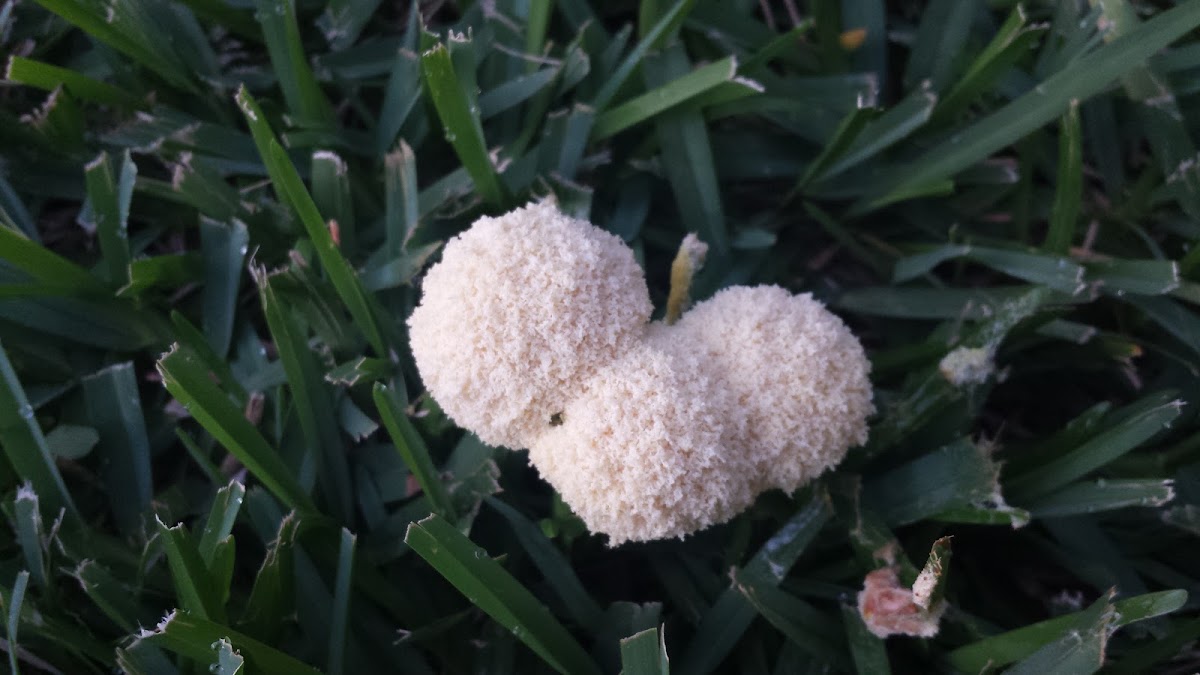 White Coral Slime mold