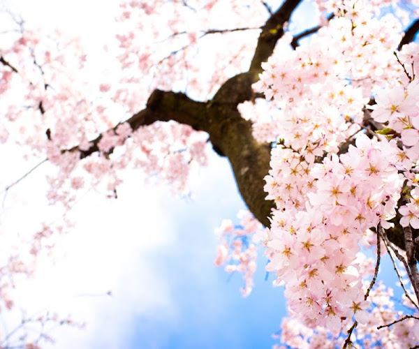 Sakura Wallpaper 4k Latest Version For Android Download Apk