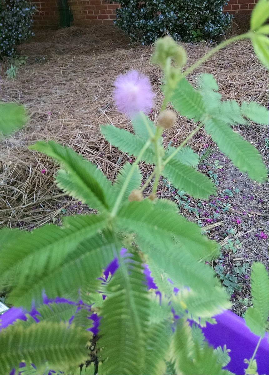 Sensitive plant