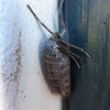 Female cankerworm moth (fall)