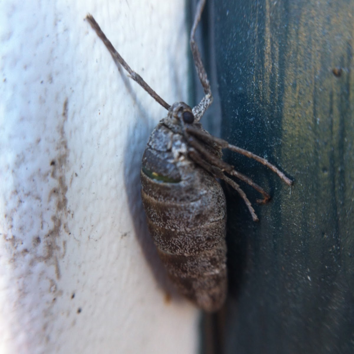 Female cankerworm moth (fall)
