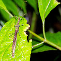 Stick insect