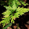 Electric Fern