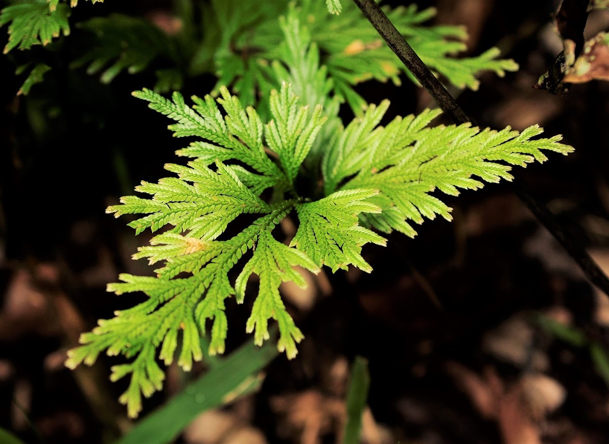 Electric Fern