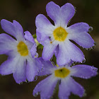 Drumstick primula