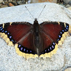 Mourning cloak