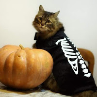 Il gatto di Halloween  di Pinino