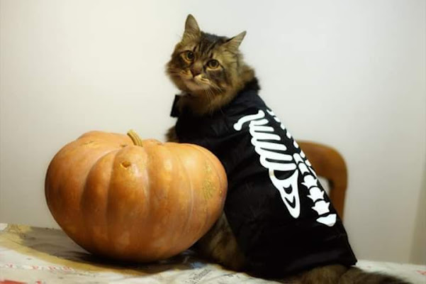 Il gatto di Halloween  di Pinino