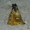 Black-finned Snake Eel